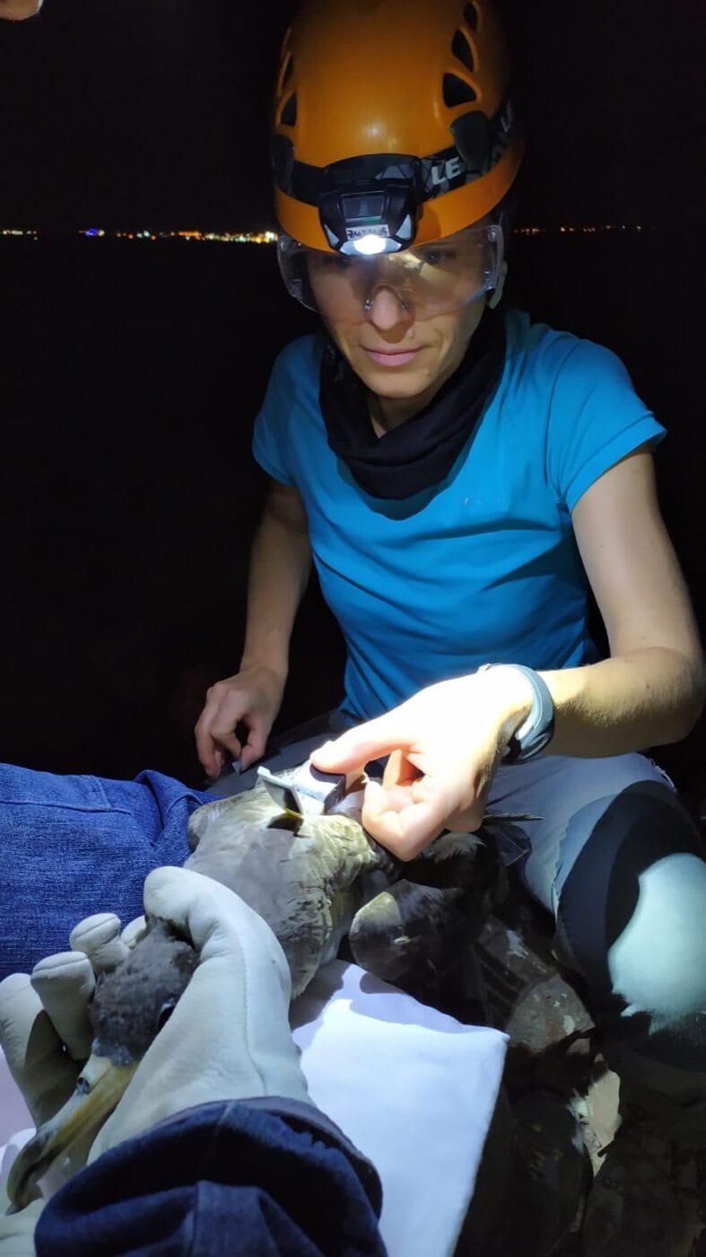 Zuzana Zajková during fieldwork at the Chafarinas Islands