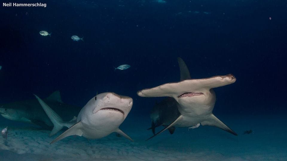 New paper reveals that co-occurring sharks follow specific movement strategies that may help support their co-existence!