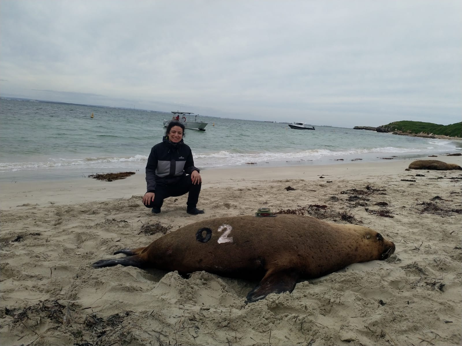 Tagging sea lions with hair dye to help science