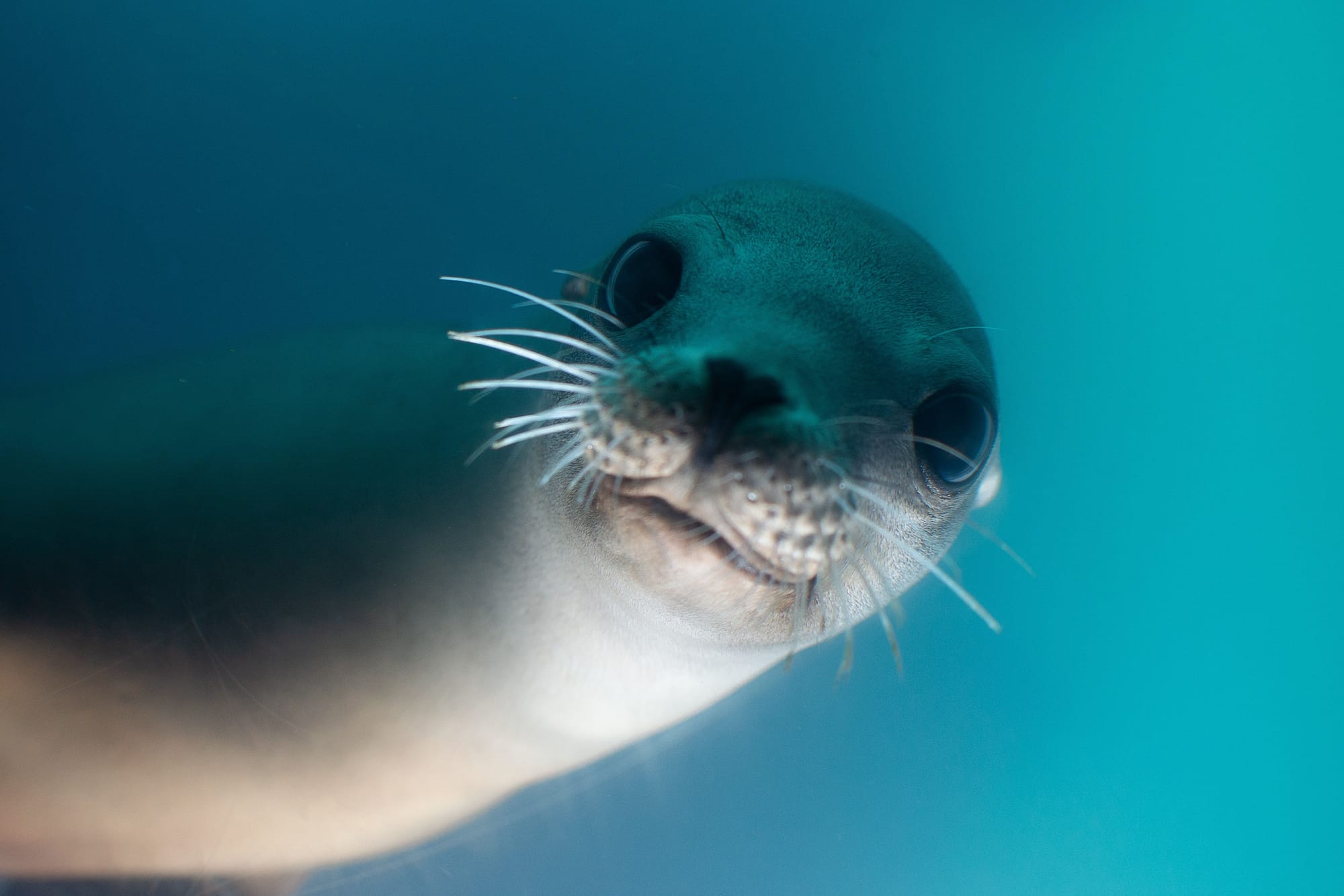 New paper assessing how much tracking data biases affect species distribution models