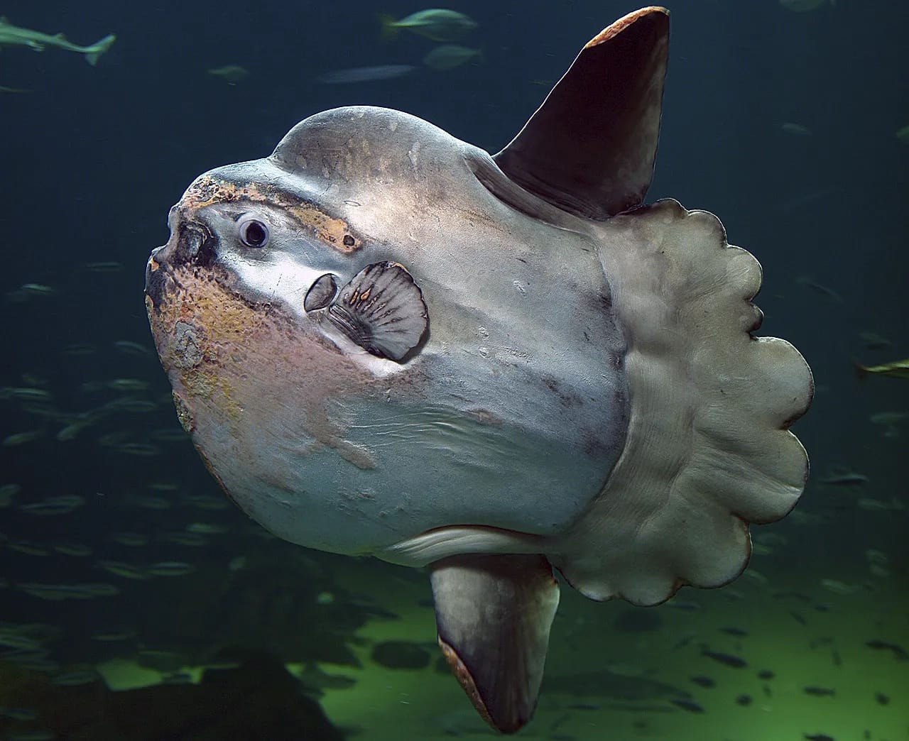 Ocean sunfishes are really interesting fishes!