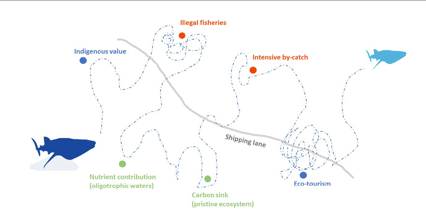 The power of marine megafauna migrations: a nature-based solution for financing global biodiversity conservation