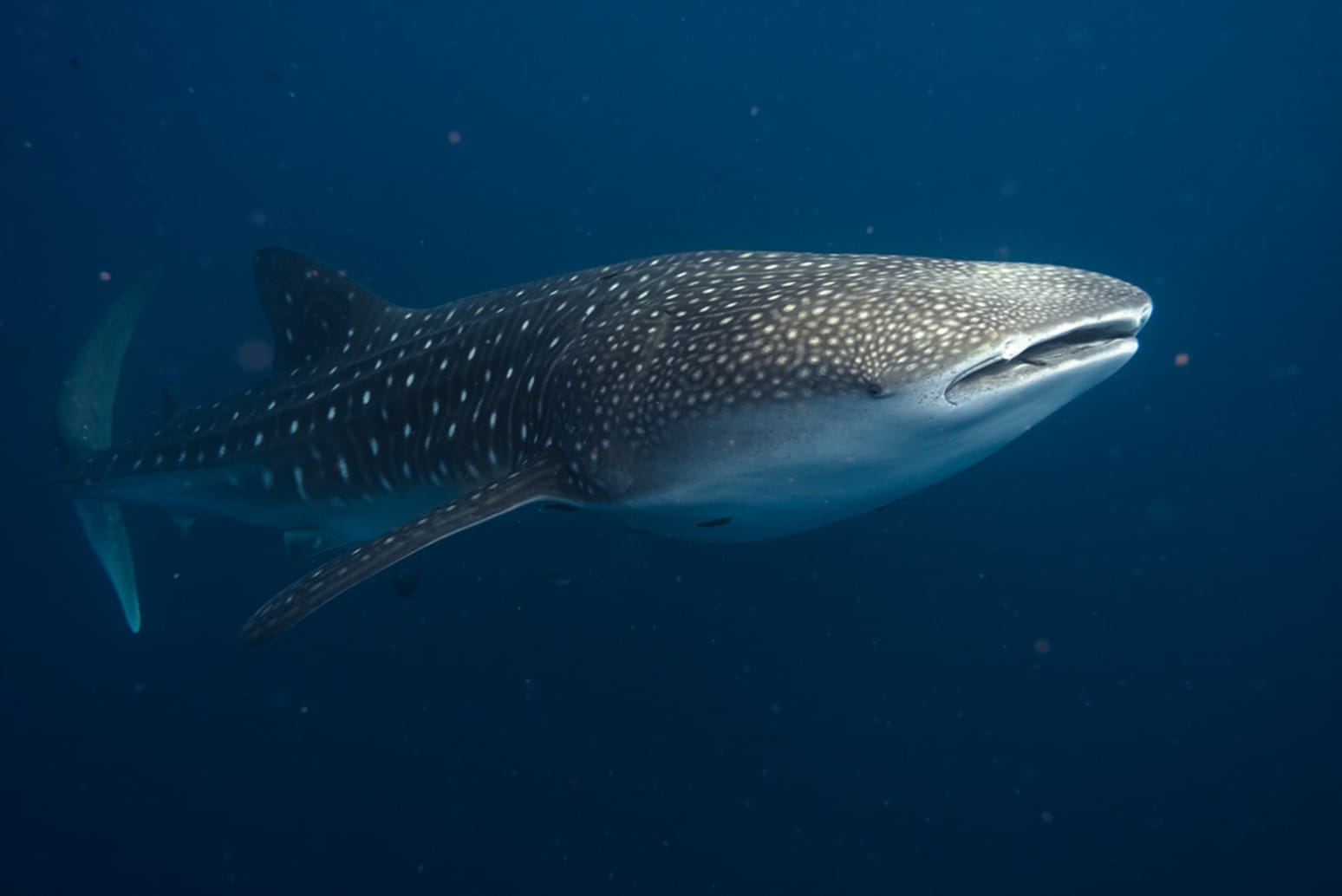 Hot off the press: Natural and artificial seafloor structures influence whale shark movement
