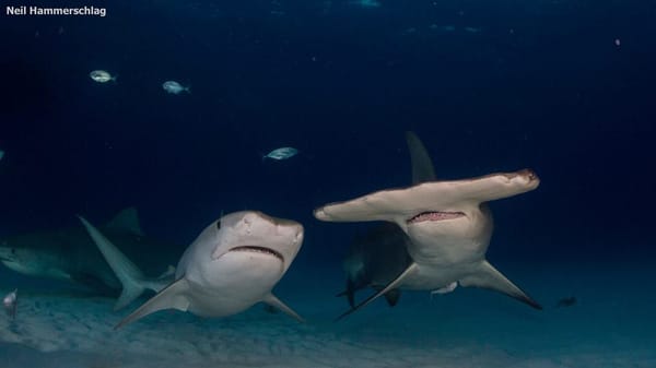 New paper reveals that co-occurring sharks follow specific movement strategies that may help support their co-existence!