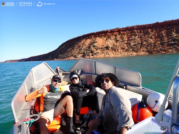 A successful shark tagging trip to Shark Bay/Gathaagudu!