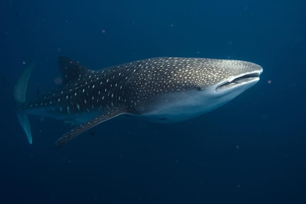 New paper on the first insights into whale shark movements in northern Arabian Sea!