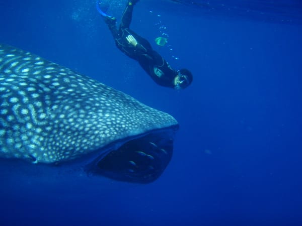 Collaboration and Conservation : two key pillars of Sequeira Lab in 2019
