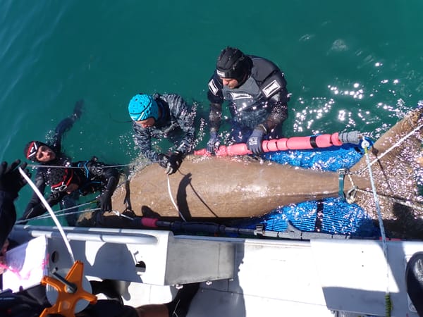 Another successful dugong tagging trip at Shark Bay, Western Australia!