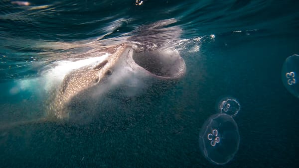 How 3D movements of whale sharks are linked with the bio-physical environment