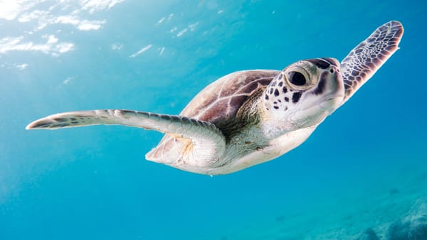 Insights into animal navigation in open ocean