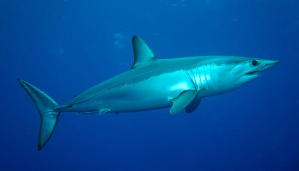 New paper on the future distribution of sharks around Australia