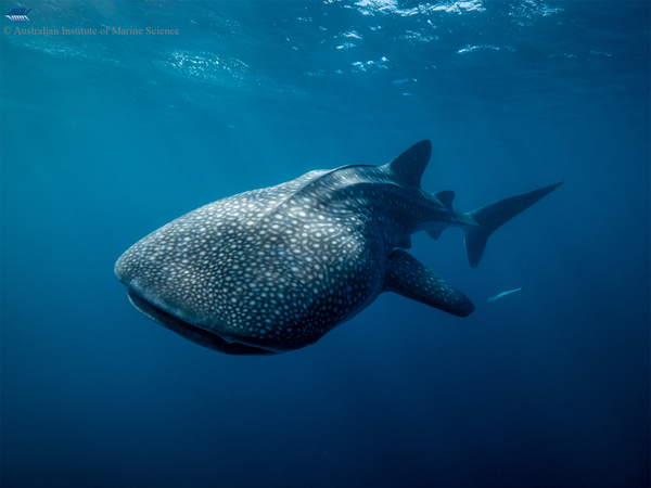 Join Lucy Arrowsmith on the 14th October for a livestream about whale sharks!