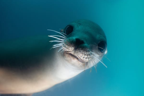 New paper assessing how much tracking data biases affect species distribution models