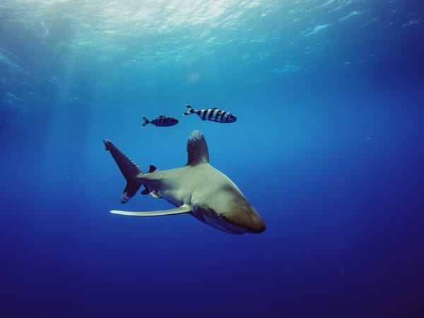 SequeiraLab awarded an Australian Research Council Discovery grant