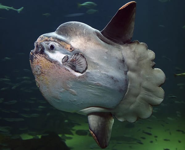 Ocean sunfishes are really interesting fishes!