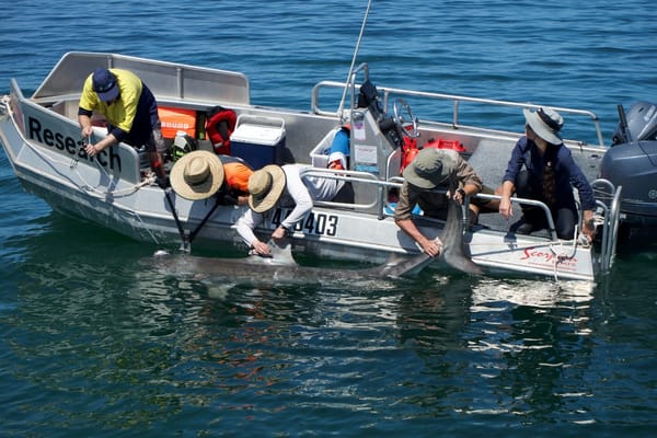 First tiger sharks of the GAT Project tagged!