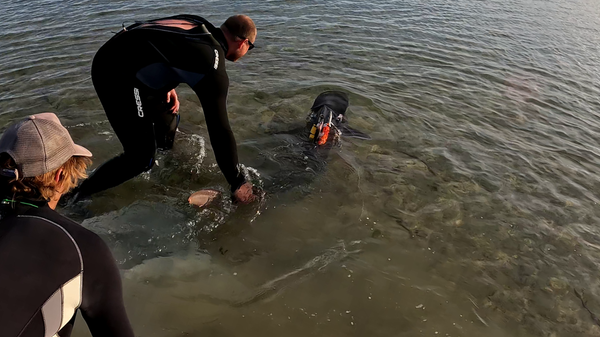 Diary of a tiger shark: watch a day in the life of Boof!