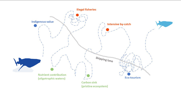 The power of marine megafauna migrations: a nature-based solution for financing global biodiversity conservation