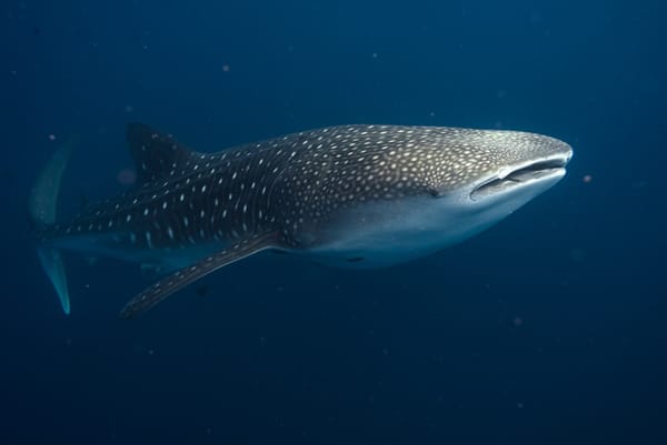 Hot off the press: Natural and artificial seafloor structures influence whale shark movement