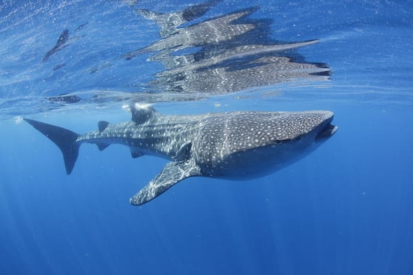 New paper alert: how DNA can help save threatened sharks