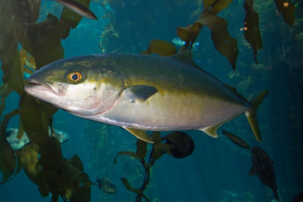 Recent paper published on the growth and energetic requirements of yellowtail kingfish