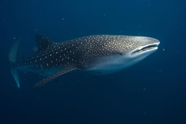New paper on the first insights into whale shark movements in northern Arabian Sea!
