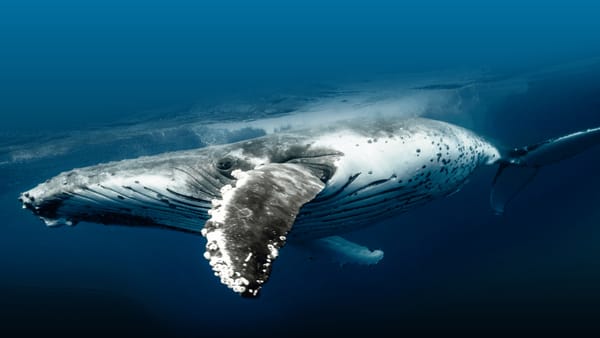 MegaMove uncovers where protection is needed for marine megafauna