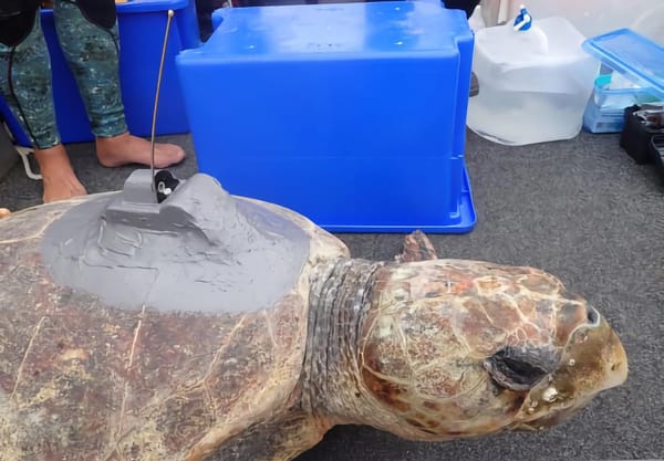 We have satellite-tagged our first turtle for the Gathaagudu Animal Tracking (GAT) Project!