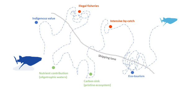 The power of marine megafauna migrations: a nature-based solution for financing global biodiversity conservation