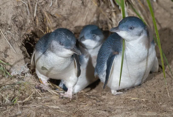 Australian Fairy Penguin (Eudyptula novaehollandiae) family exiting burrow, Bruny Island, Tasmania, Australia