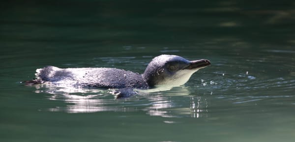 Our Little penguin project is coming to a close!
